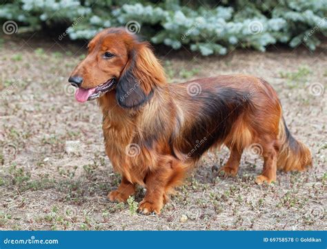 Exterior Of A Red Long Haired Dachshund Stock Photo Image Of Long