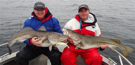 Outstanding Days Fishing Hosted Mefjord Norway Report Sportquest