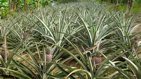 Growing Pineapple Plants At Home