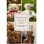 89 Teddy Bear Names Cute Famous Traditional And Unique Teddies