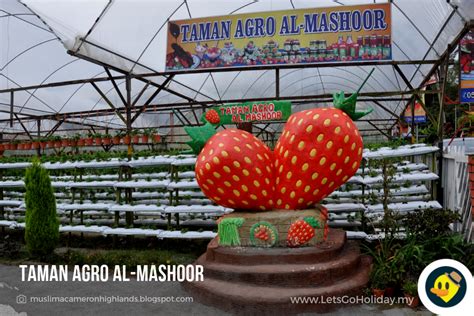 799 cameron highland strawberry products are offered for sale by suppliers on alibaba.com, of which fresh berries accounts for 1%, fridge magnets accounts for 1%, and vinegar accounts for 1%. 3 Ladang Strawberry Yang Popular Di Cameron Highland ...