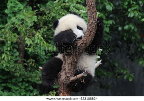 Happy Baby Panda Stock Photo 523108834 Shutterstock