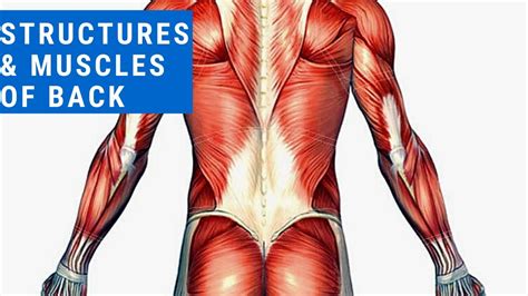 Muscles And Structures Of Back Youtube