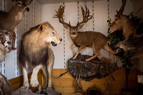 Exclusive Hard Numbers Reveal Scale Of Americas Trophy Hunting Habit