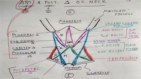 Anterior And Posterior Triangle Of Neck Head And Neck Anatomy Tcml