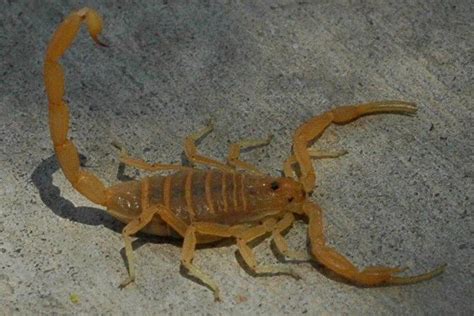 Can A Scorpion Kill A Human
