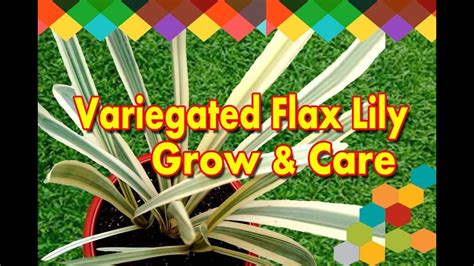 How To Grow And Care Variegated Flax Lily Youtube
