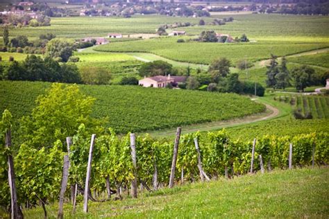 Premium Photo Rows Of Vineyard Fields In Southern France