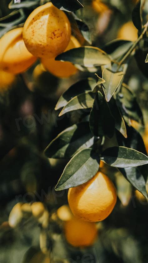 Tangerine Phone Wallpaper Hd Image Premium Photo Rawpixel