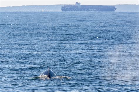 Artie Raslich Photography Dolphins And A Robert Moses Whale Off Rockaway