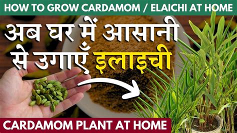 घर पर आसानी से इलायची उगाएं How To Grow Cardamom Elaichi At Home