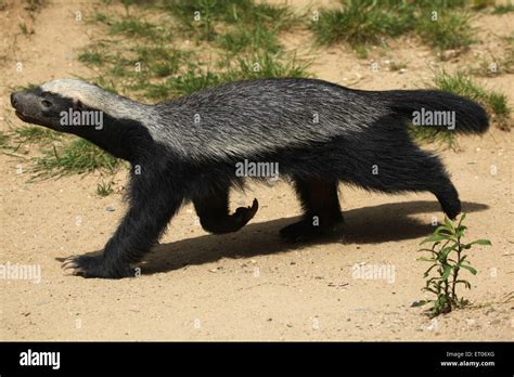 Honey Badger Mellivora Capensis Also Known As The Ratel At Prague
