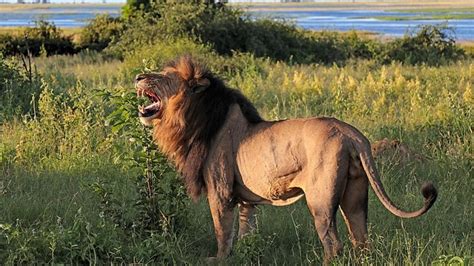 Lions Roar When The Weathers Right New Study In Zimbabwe Shows