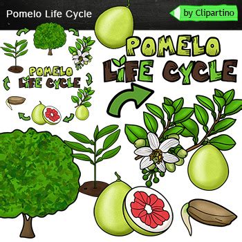 Pomelo Clip Art Life Cycle Clipart By Clipartino TPT