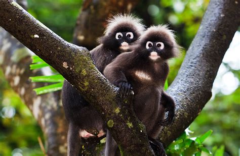 10 Best Wildlife Hotspots In South East Asia Wanderlust