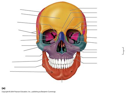 Skull Anterior View Diagram Quizlet