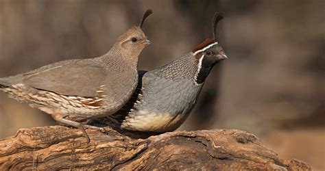 42 Best Ideas For Coloring California Quail In Montana