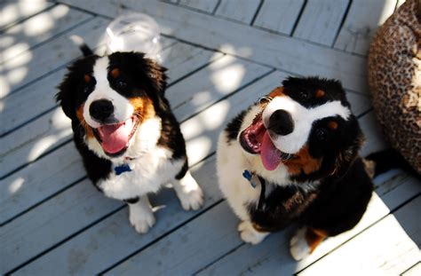 Bernese Mountain Dog Puppies Smiling Wallpapers And Images
