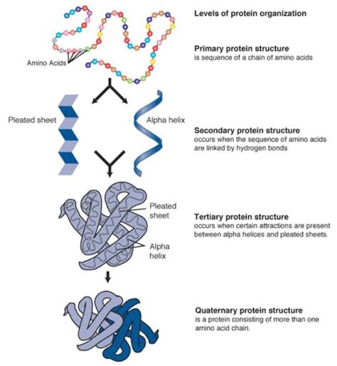Difference Between Primary And Secondary Structure Of Protein Major