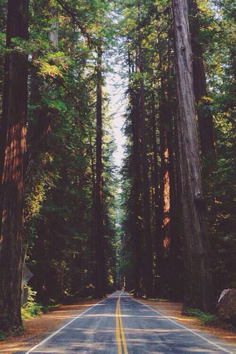 Cute Photo Hipster Vintage Boho Indie Nature Travel Forest Way Road