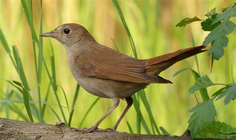 Common Nightingale Megarhynchosafricana Ebird