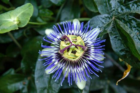 Passion Flower Meaning And Surprising Symbolism Florgeous