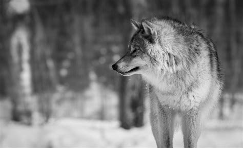 Wolves 4k Wallpapers Top Free Wolves 4k Backgrounds Wallpaperaccess