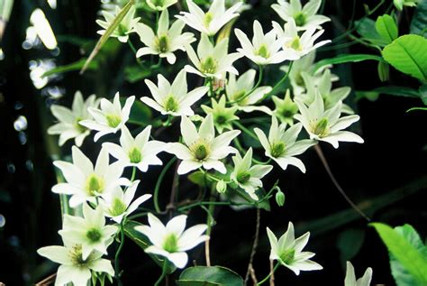Check spelling or type a new query. Native Plants O-T | Piha | Piha Beach | Piha New Zealand