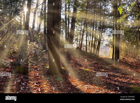 Sunlight Through The Forest In The Morning Stock Photo Alamy