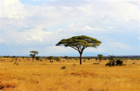 Africas Vegetation Has Lost 26bn Tonnes Of Co2 In Just Seven Years