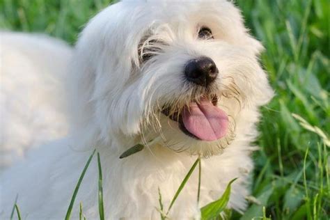 Differences Between The Faces Of A Coton De Tulear Dog And A Maltese