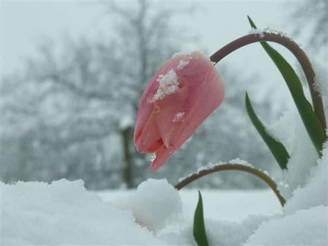 9 Best Images About Snow Flowers On Pinterest Winter Flowers Blog