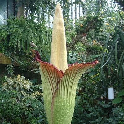 Dziwidło olbrzymie jest największym przedstawicielem rodziny obrazkowatych (araceae). Ta niezwykła, wieloletnia roślina budząca podziw na całym ...