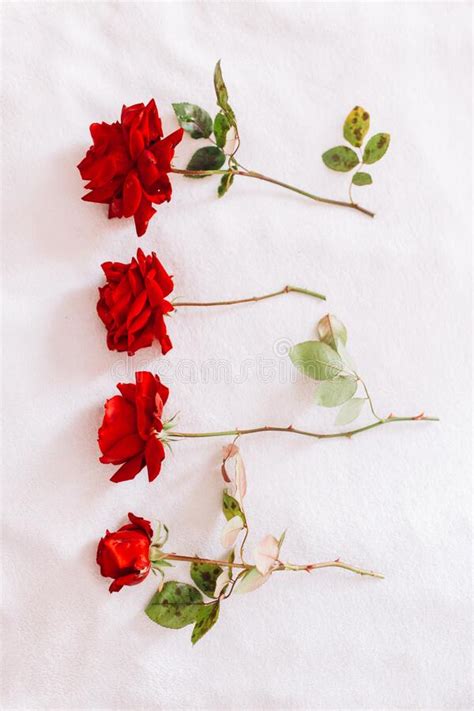 Red Roses On A Long Stem With Green Leaves Isolated On White Snow