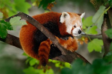 Beautiful Red Panda Lying On The Tree With Green Leaves In The Nature