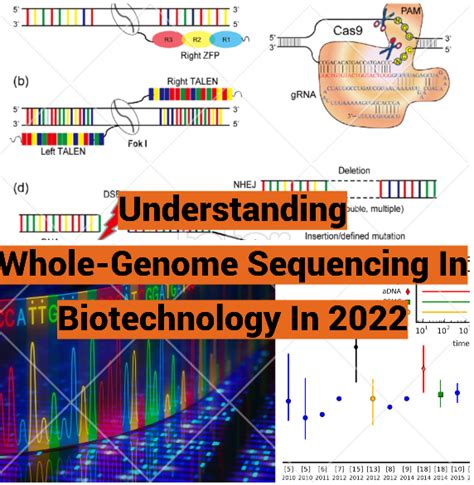 Understanding Whole Genome Sequencing In Biotechnology In 2022