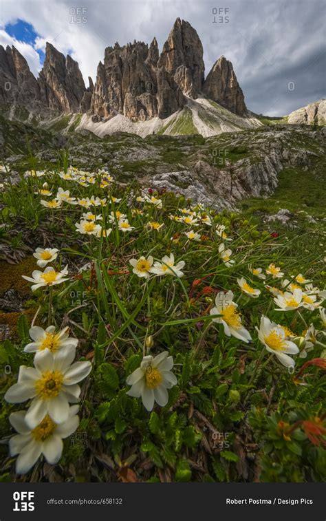Wildflowers In The Dolomite Mountains Of Italy As Dusk Approaches