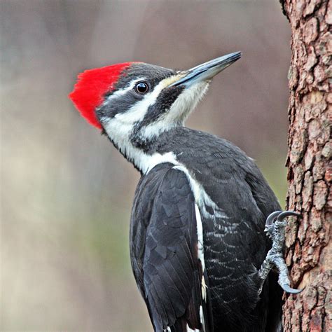 Day 72 Female Pileated Woodpecker One Of Three Species Of Flickr