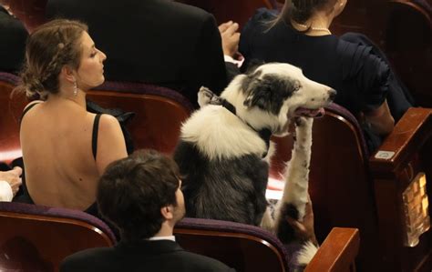 Messi The Dog Made It To The Oscars Heres How The Show Pulled Off His