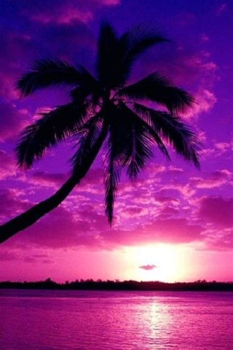 Purple Palm Tree Wallpaper