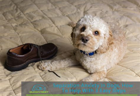 Separation Anxiety In Dogs How To Help With 3 Easy Steps