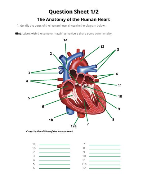 Solution Human Anatomy The Heart Labelling Practice And Short Answer