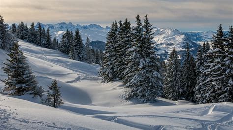 Forest Mountain And Spruce Trees Covered With Snow During