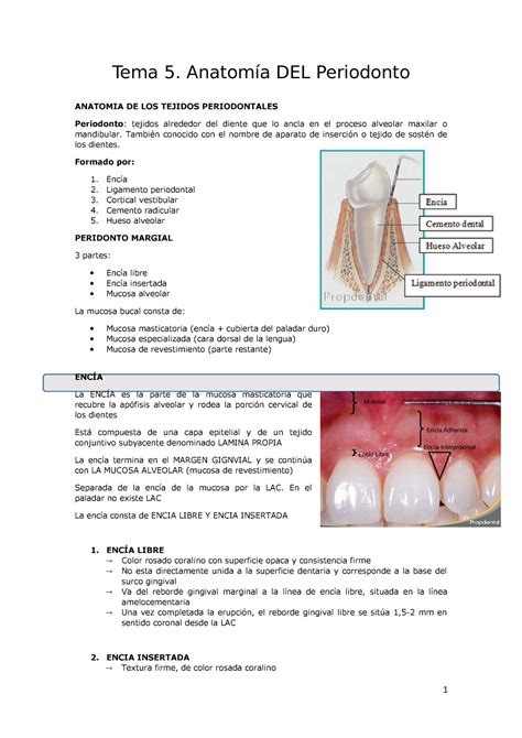 Tema Anatomia Del Periodonto Tema Del Periodonto Anatomia De Los Tejidos Periodontales
