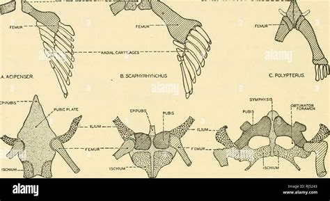 Girdles Anatomy