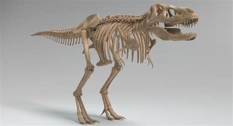 Tyrannosaurus Rex Skeleton Dinosaur D Model Turbosquid My Xxx Hot Girl