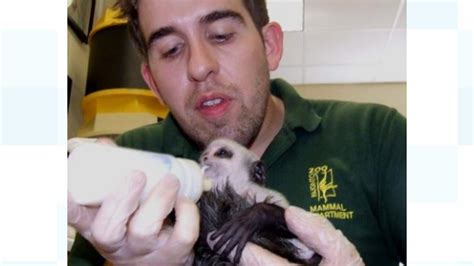 Baby Monkey Born By Rare Caesarean At Paignton Zoo Itv News West Country