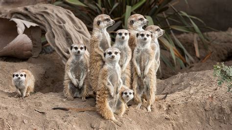 Meerkat Madness At San Diego Zoo Youtube