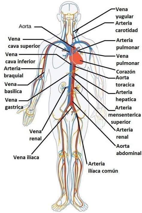 Venta Ambulante Abolir Fangoso Anatomia Del Aparato Circulatorio En