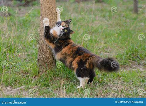 Beautiful Three Colored Fluffy Cat Stretches Of Tree Stock Photo